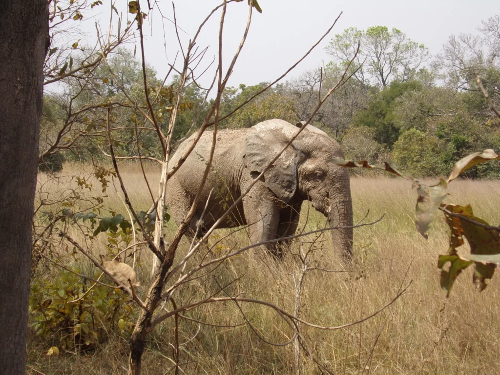 Mole National Park