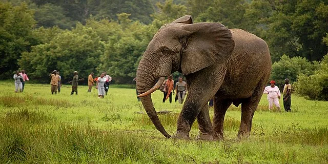 Kakum Safari