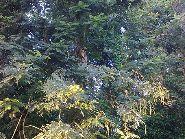 Monkey Hill